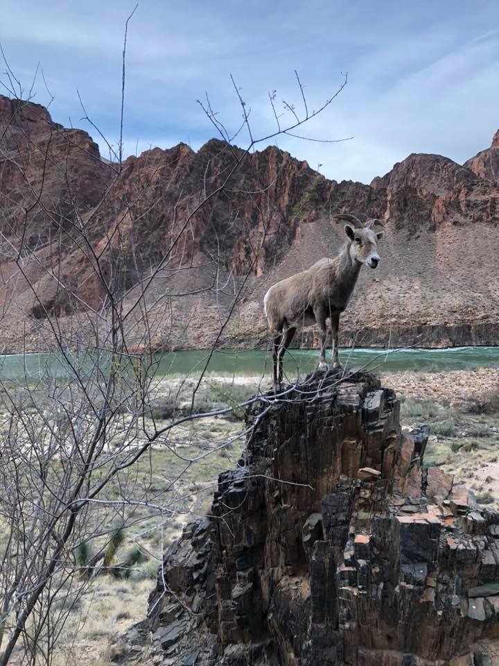 A goat standing on top of a rock near water.