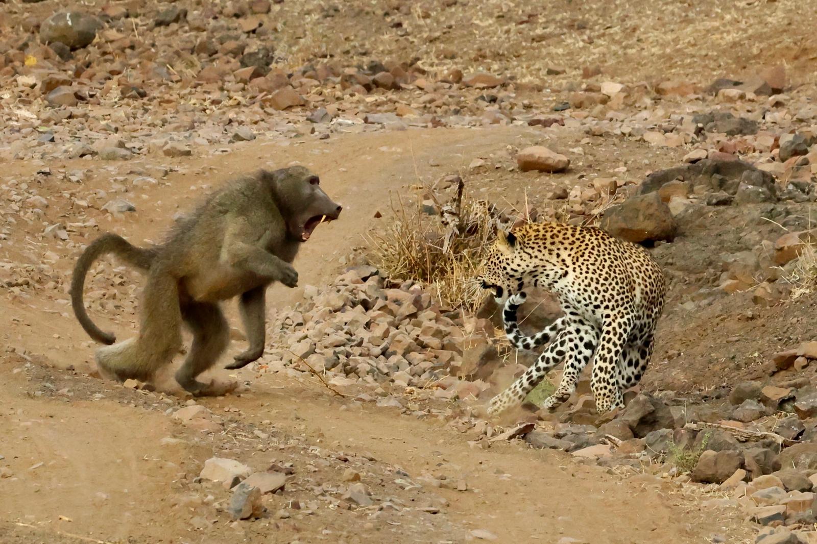 tony McLean Brown baboon leopard