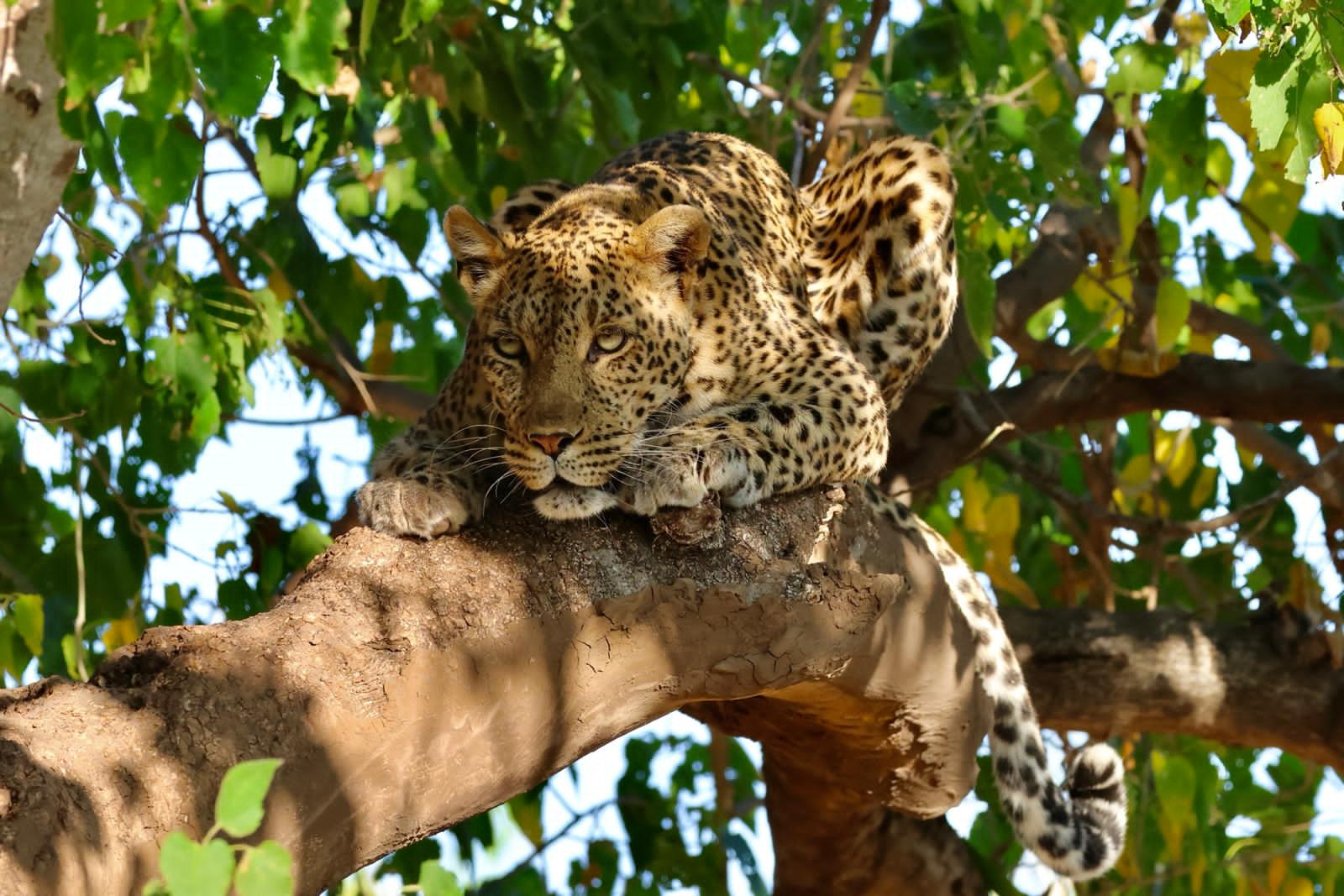 tony McLean Brown mashatu game reserve