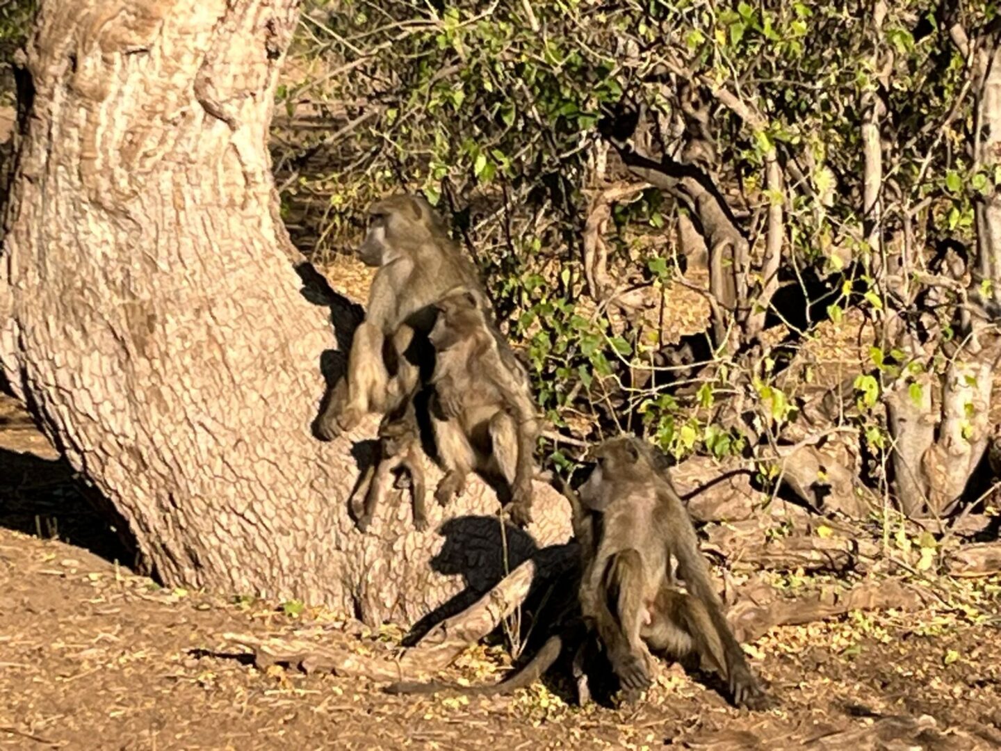 Tony McLean Brown Baboons