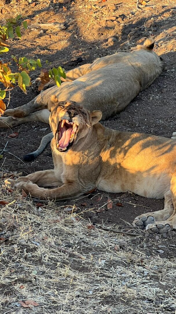 tony McLean Brown lion