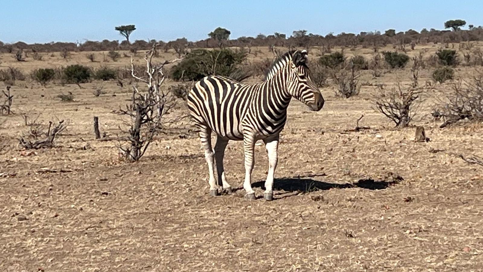 Tony McLean Brown Zebra